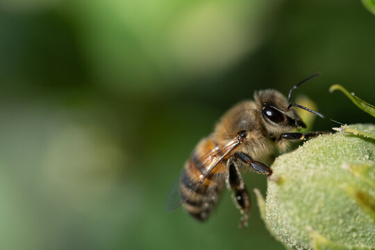 A small honeybee is perched on the closed bud of a hibiscus. The bee is partially covered in pollen. The background is green and has plenty of space for text.