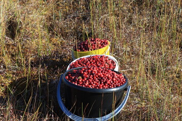 Three full buckets of cranberries stand in the swamp on a sunny autumn day © алексей семиколенных