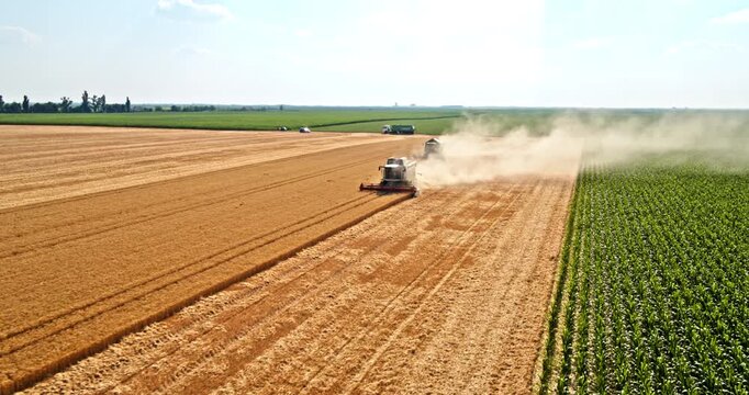Combine harvesters reaping golden wheat in an agricultural field, aerial view
