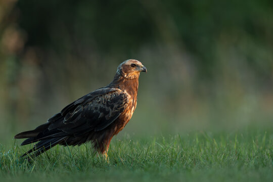 Western Marsh Harrier Standing in Morning Light