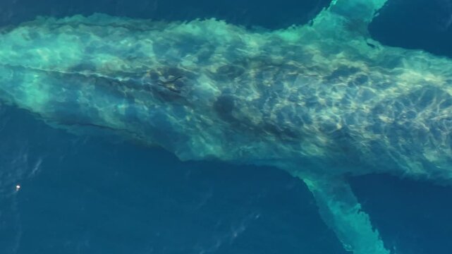 Aerial drone view of a massive blue whale surfacing in Mexican waters, releasing a powerful blow before diving and gliding through deep blue ocean, captured in its natural habitat off Mexico's coasts.