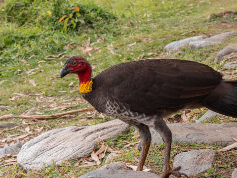 Australian Brush Turkey stands on rocky ground. Its dark feathers contrast with bright red face
