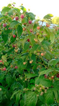 Ripe raspberries on a branch. Selective focus.