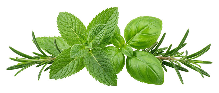 Fresh mint basil rosemary herbs set arranged horizontally on black background for culinary cooking, organic seasoning, healthy food ingredients, fresh garnishing, and herbal medicine concept.