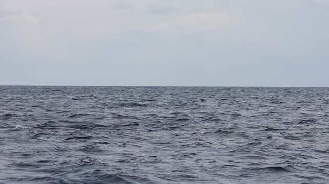 The massive tail and back of a blue whale rises above the ocean surface as the giant marine mammal begins a deep dive, its powerful fluke disappearing into the blue waters of Mexico