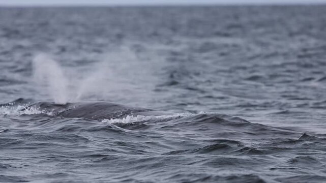 The massive tail and back of a blue whale rises above the ocean surface as the giant marine mammal begins a deep dive, its powerful fluke disappearing into the blue waters of Mexico