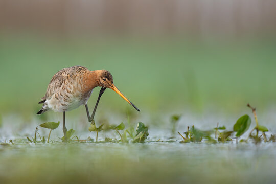 Black-tailed Godwit Preening in a Wetland