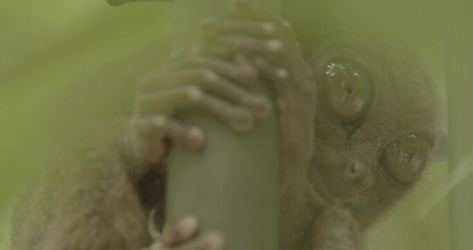 Tarsier