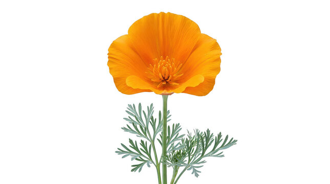 Orange Poppy Flower Photo Isolated on Black Background