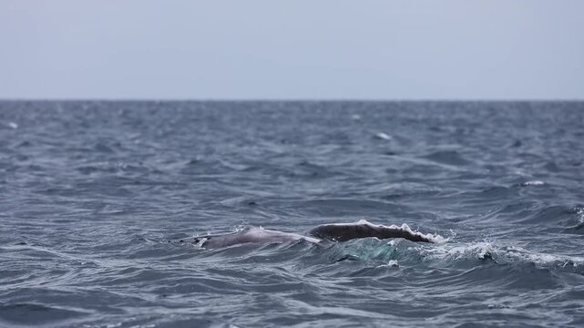 The massive tail and back of a blue whale rises above the ocean surface as the giant marine mammal begins a deep dive, its powerful fluke disappearing into the blue waters of Mexico