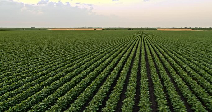 Aerial drone flying low over agricultural soybean field rows on a rural farm