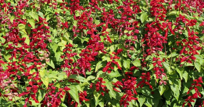 Salvia splendens | Scarlet sage - Scarlet salvia - Red salvia, Salvia brasiliensis, Tropical sage. Nectar tubular glossy red flowers attracting bees and butterflies
