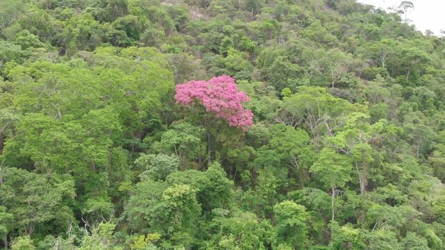 Pink tree among the green forest