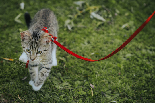 Domestic tabby cat with red leash walking on green grass in a park, showcasing playful demeanor and curious expression while exploring outdoor environment