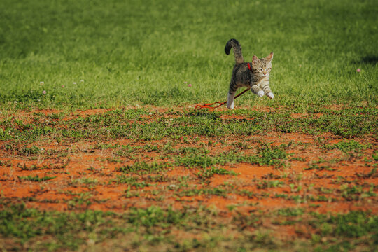 Domestic cat with gray stripes running on a grassy field, wearing a red harness and leash, with a vibrant green background and orange soil visible