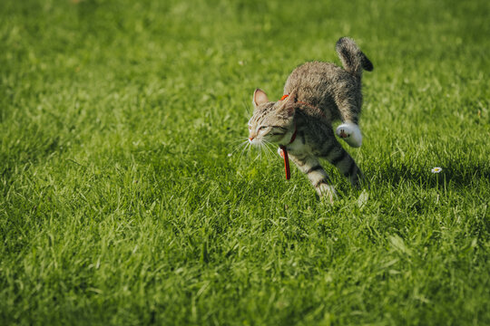 Domestic tabby cat with a red collar running across a lush green lawn under bright sunlight, showcasing its playful and energetic nature in a natural outdoor setting
