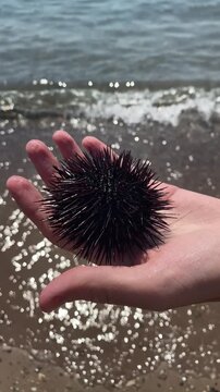 Person holds dark sea urchin in palm on sandy beach, turning it over to reveal its underside
