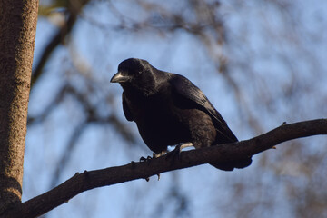 Naklejka premium A black crow stands on a tree branch