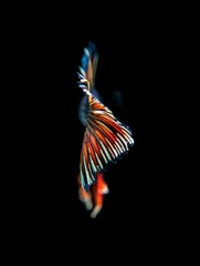 Obraz premium Close-up of a Betta Fish Fin