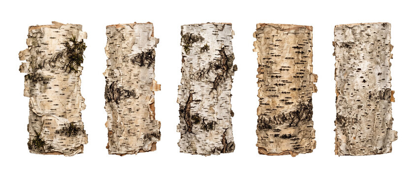 Birch tree bark texture set isolated on black background for natural design elements, organic white wood pattern, rustic timber material collection, rough forestry surface, craft background detail.