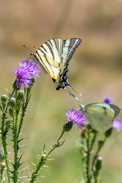 Papilionidae / Erik Kırlangı&ccedil;kuyruğu / Scarce Swallowtail / Iphiclides podalirius