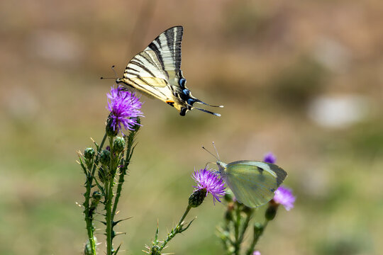 Papilionidae / Erik Kırlangı&ccedil;kuyruğu / Scarce Swallowtail / Iphiclides podalirius