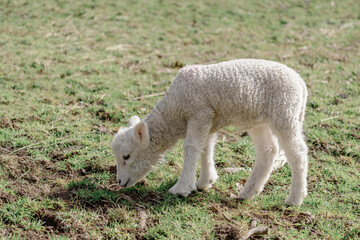 A fluffy white lamb grazes peacefully in a sunlit green pasture on a spring day © agcreationsnz