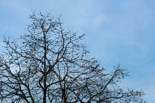 Bare tree branches silhouetted against a pale blue sky with wispy clouds
