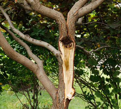 An ornamental eastern redbud tree split apart during a violent summer storm, illustrating extreme weather, structural weakness, climate vulnerability and damage to residential landscapes.