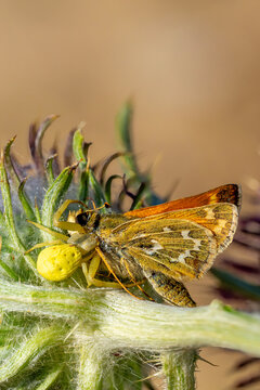 Hesperiidae / G&uuml;m&uuml;ş Benekli Zıpzıp / Silver-spotted Skipper / Hesperia comma
