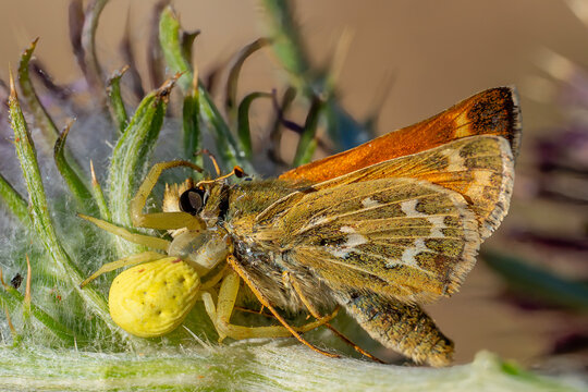 Hesperiidae / G&uuml;m&uuml;ş Benekli Zıpzıp / Silver-spotted Skipper / Hesperia comma