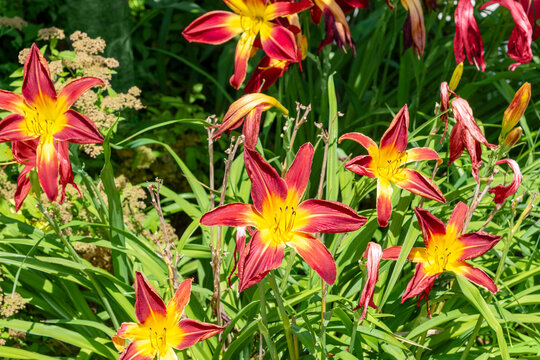 Ruby Spider Daylilies Growing In The Garden In Summer In Wisconsin