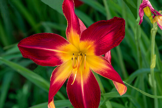 Ruby Spider Daylilies Growing In The Garden In Summer In Wisconsin