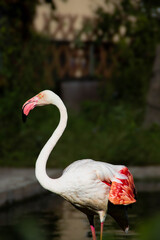 flamingo in the zoo © SCREAM