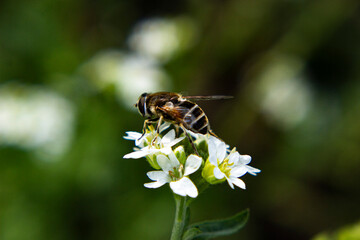 bee on a flower © SCREAM