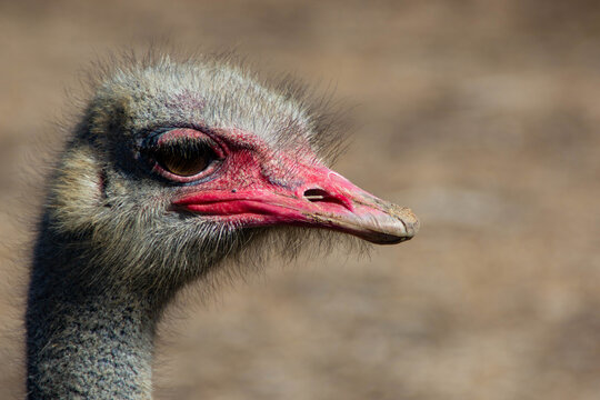 portrait of an ostrich