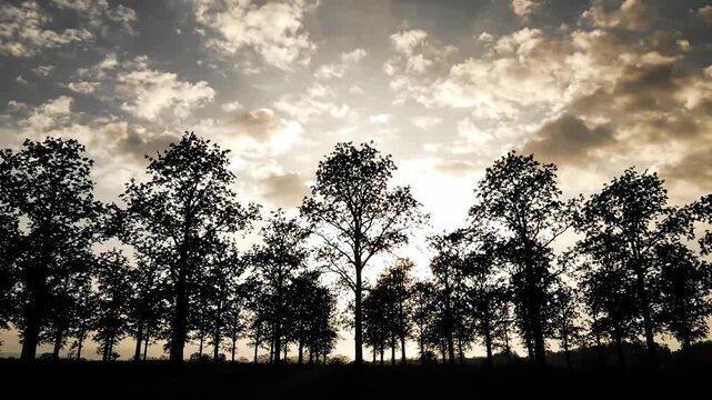 Silhouetted forest treeline under dramatic cloudy sunset sky