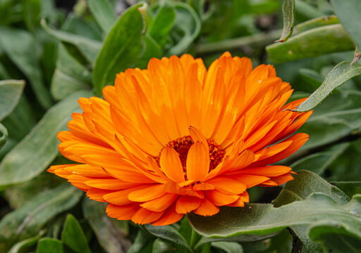 Vibrant orange calendula marigold flower in bloom close up shot with green leaves background, herbal tea and natural cosmetic plant ingredient