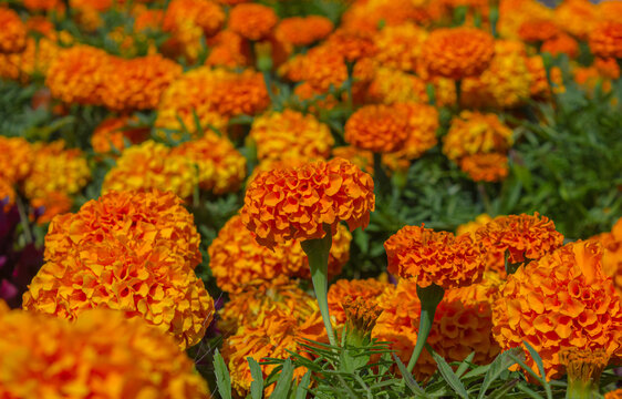 Vibrant Orange Marigold Flowers for Dia de los Muertos, Diwali, Durga Puja, Ganesha Chaturthi and Chinese New Year Festive Celebrations