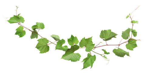 Fototapeta premium Grapevine with green leaves on transparent background