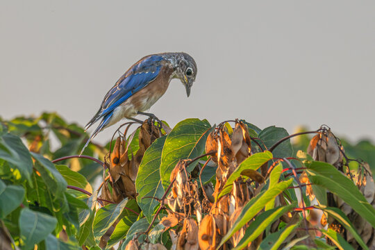 Eastern bluebird molting perches on top of a tree.