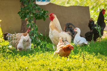 cute rooster crowing on the farm.. © alexbush