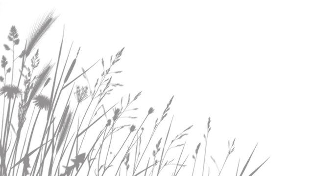 Meadow grass shadow overlay, wild wheat and floral silhouette isolated on transparent background.