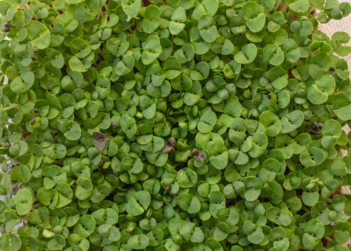Fresh Green Microgreens background top view, young basil sprouts close up full frame background, organic healthy food concept.