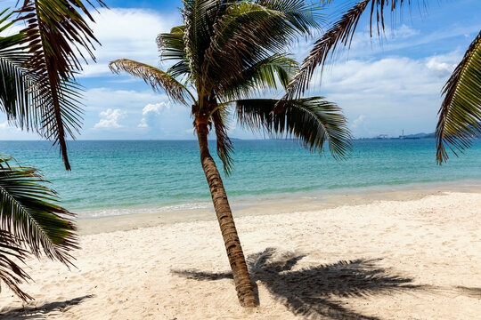 Tropical beach scene with palm trees, clear blue water, and sandy shore under a bright sky. Vacation and travel themes. Caribbean, Maldives, Thailand. Honeymoon