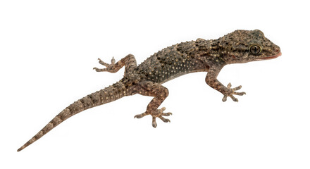 Fototapeta premium Common wall gecko isolated on transparent background