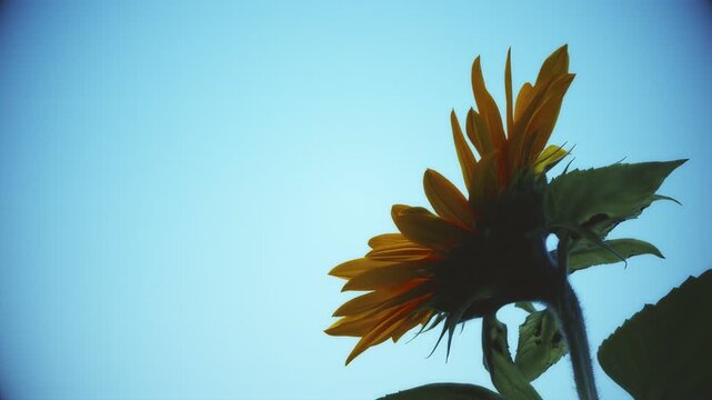 Red sunflower blue sky abstract color processing look close up background stock footage