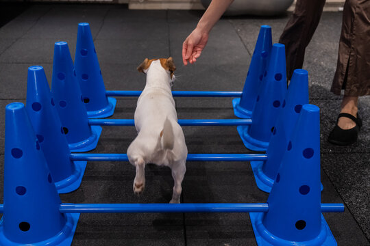 A Jack Russell Terrier jumps over obstacles during an agility lesson.