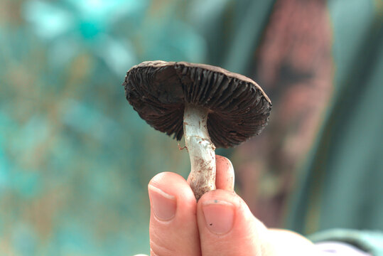 Close up of hand holding a wild mushroom with copy space for text