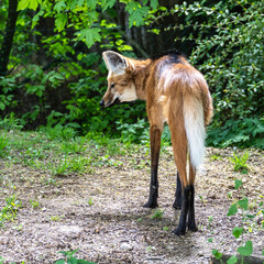 Naklejka premium The Maned Wolf, Chrysocyon brachyurus is the largest canid of South America